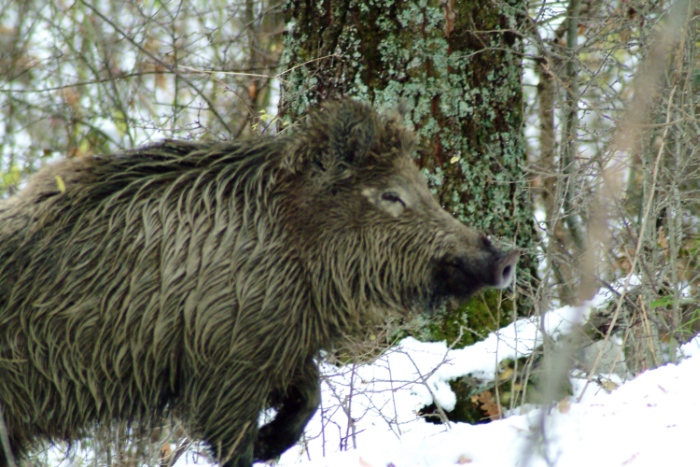 cinghiale